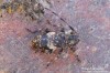 kozlíček (Brouci), Leiopus linnei Wallin, Nylander & Kvamme, 2009 , Cerambycidae, Acanthocinini (Coleoptera)